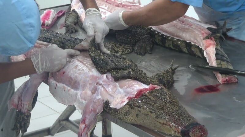 Crocodiles Cut Open, Skinned in Vietnam for Leather Bags - Living - PETA  India
