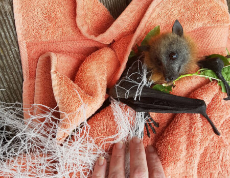 A 12 week old flying fox caught in a net.