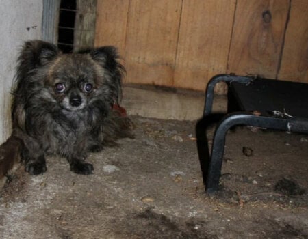 Puppy farm Victoria, Australia