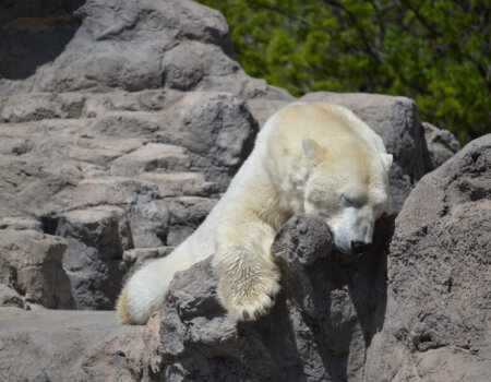 Polar Bear in Zoo