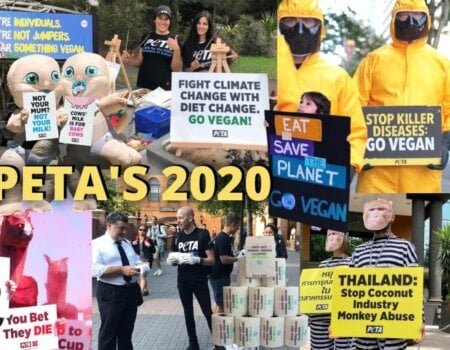 Images from PETA's advocacy for animals in 2020.