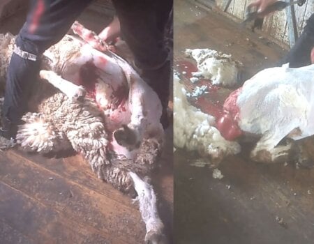 Sheep abused for wool in 2020