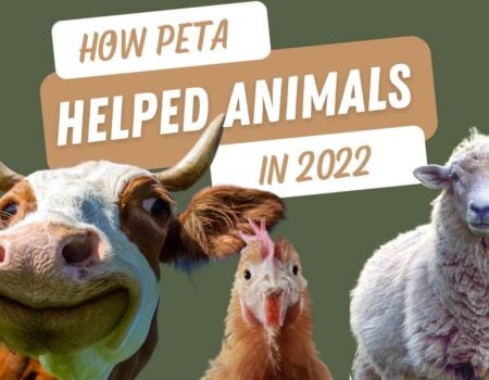 text reads" How PETA helped animals in 2022" with an image of a cow, chicken and sheep