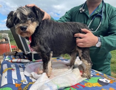 A dog seized in the RSPCA raid.