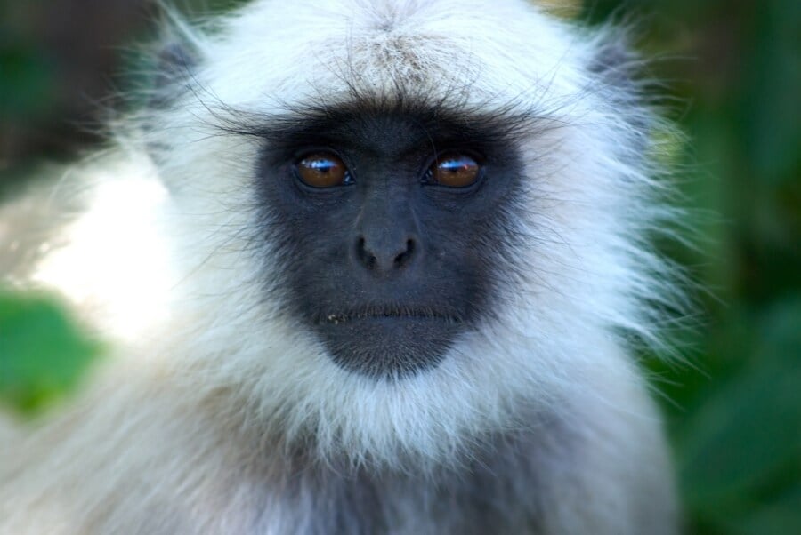 chinese-new-year-5-cool-monkey-facts-you-never-knew