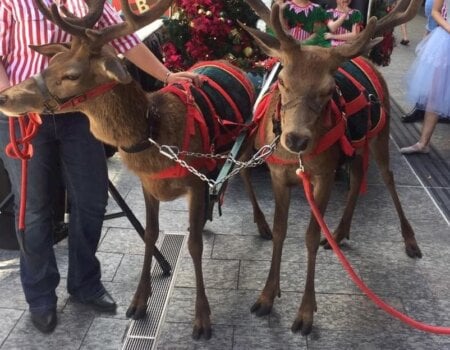 Deer in Brisbane parade