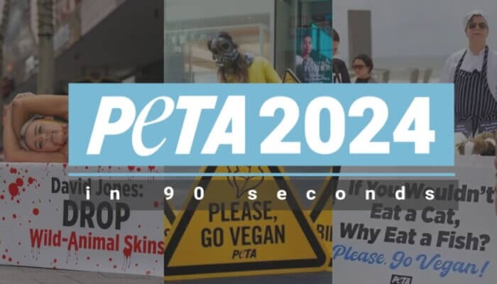 2024 Highlights: PETA Australia’s Fight for Animal Rights