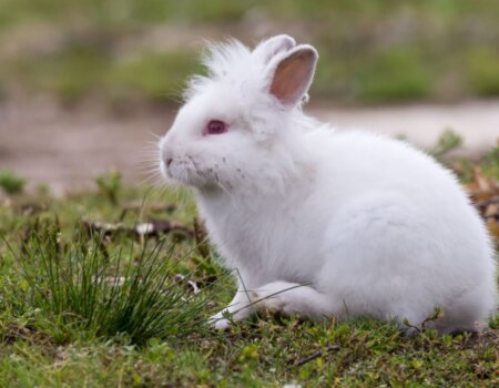 Gradient background with a white rabbit silhouette and the text ‘PETA.’