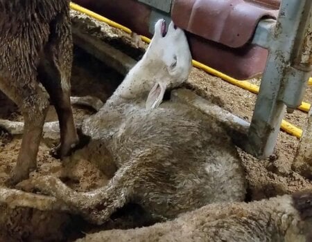 Dying sheep on a live export ship.