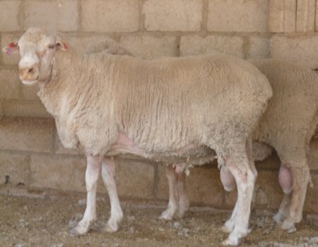 Sheep at market