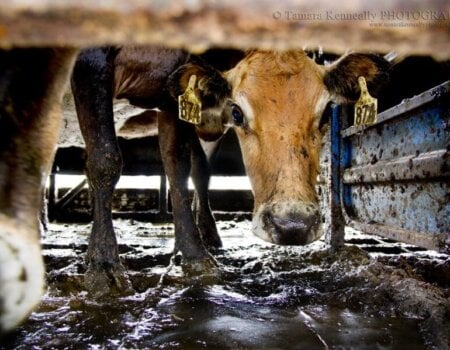 Australian dairy industry cruelty