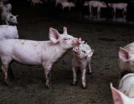 A photo of pigs on an Australian farm.