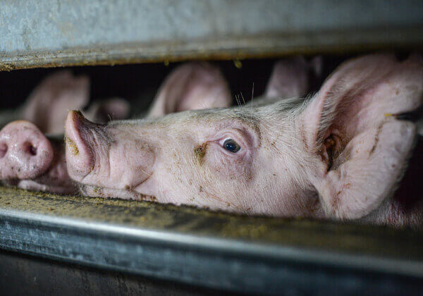 Victoria’s Pig Welfare Inquiry Backs Lab-Grown Meat and CCTV in Slaughterhouses
