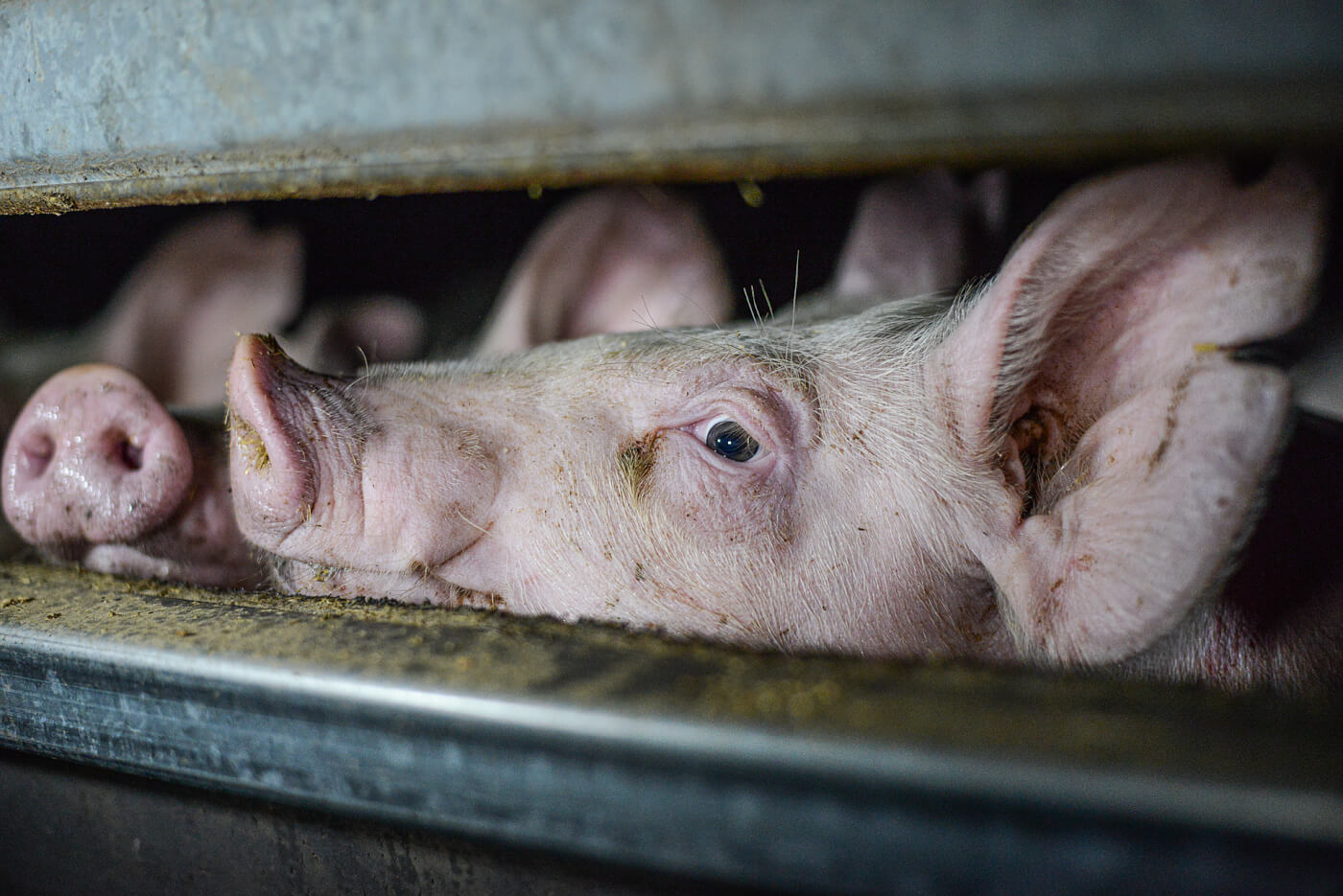 Victoria’s Pig Welfare Inquiry Backs Lab-Grown Meat and CCTV in Slaughterhouses