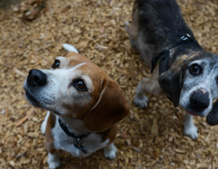 a photo of two beagles