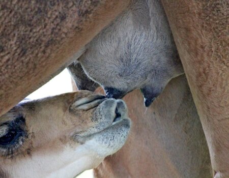 Baby Camel