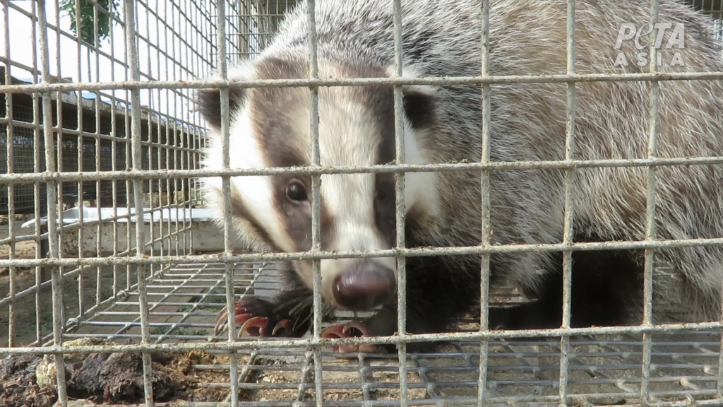 Badgers in cages