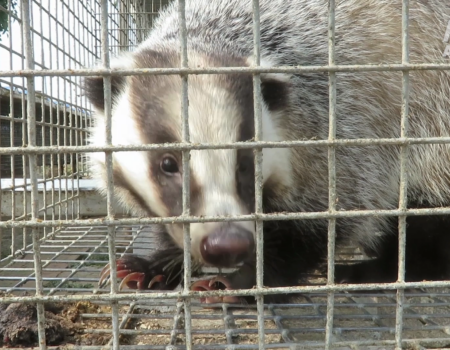 Badgers in cages