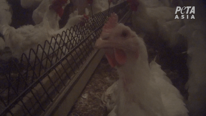 A chicken at Baiada's breeding facility