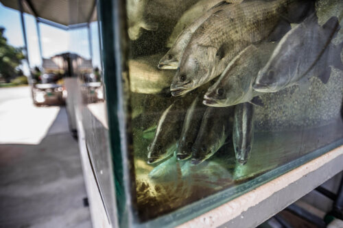 Barramundi in a fish tank at a fish farm.