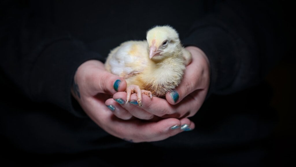 Chick held by an activist