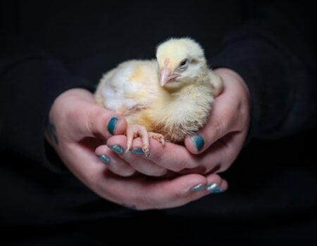 Chick held by an activist