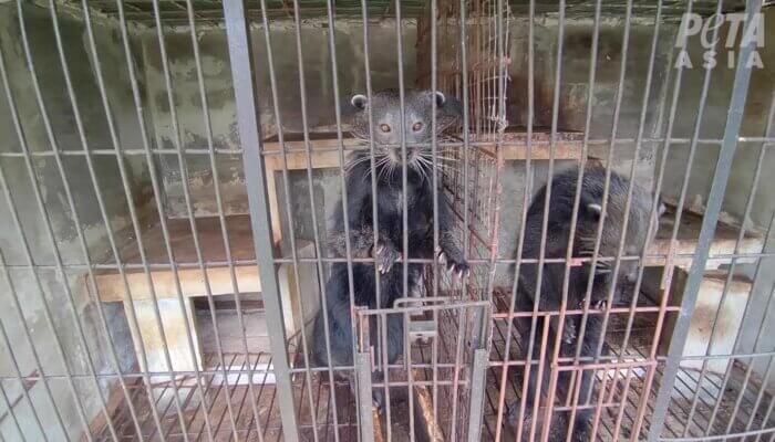 A Decade of Deception: Ongoing Cruelty in the Kopi Luwak Industry