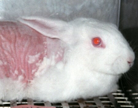 A photo of a skin irritation test done on a rabbit.