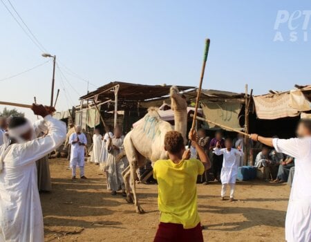 At the notoriously cruel Birqash Camel Market, men and children were observed viciously beating screaming camels with sticks.