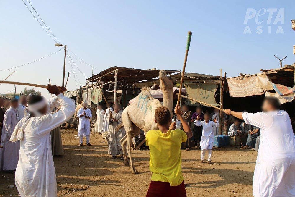 UPDATE: Three People Charged With Torturing Camels in Egypt Following PETA Exposé