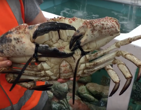 A photo of a crab bound with zip ties at the Sydney Fish Market.