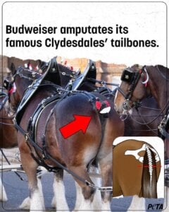 Budweiser won’t stop amputating the tailbones of its iconic Clydesdales.