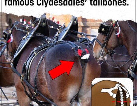 Budweiser won’t stop amputating the tailbones of its iconic Clydesdales.