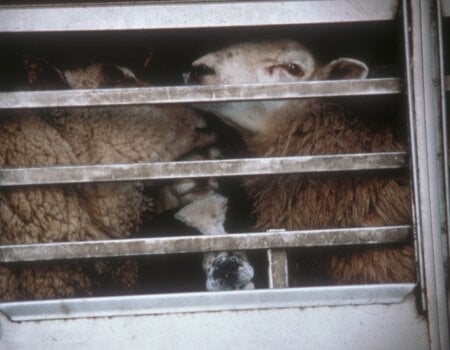 Sheep live export Australia