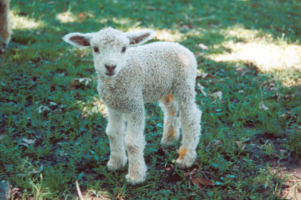 cute lamb