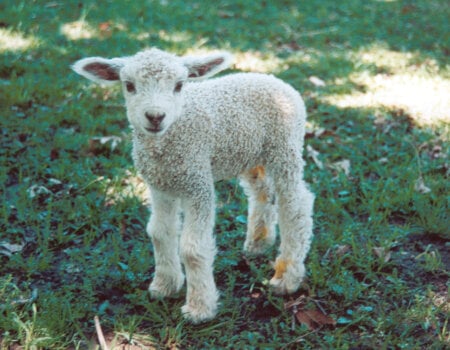 cute lamb