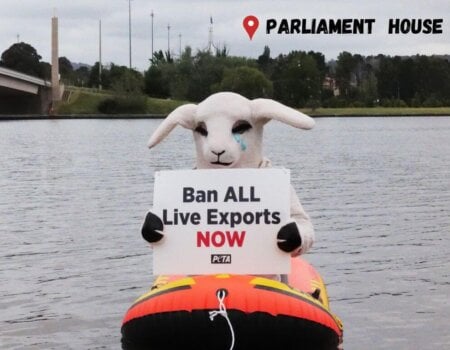 PETA's sheep mascot on a boat at Lake Burley Griffin.