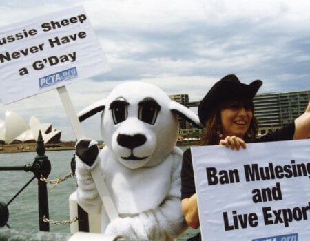 Chrissie Hynde in Sydney protesting mulesing.