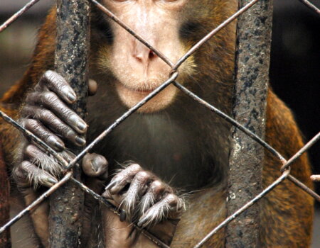 monkey hanging onto cage looking at camera