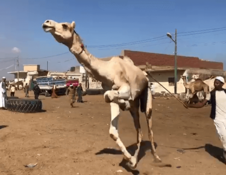 a camel with a tied leg