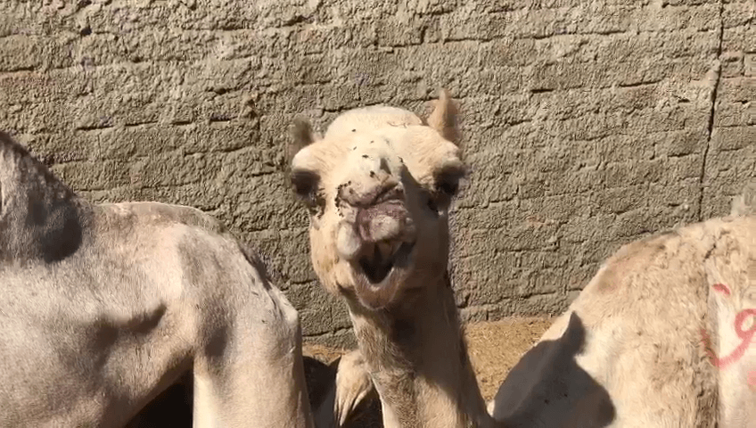 a camel with a bloody face