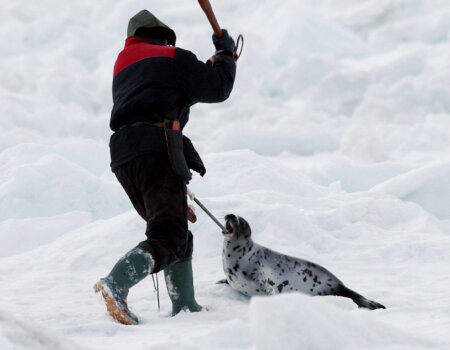 Canadian seal hunt