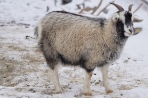 A photo of a cashmere goat.