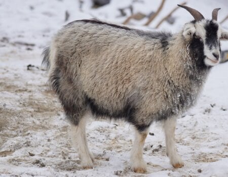 A photo of a cashmere goat.