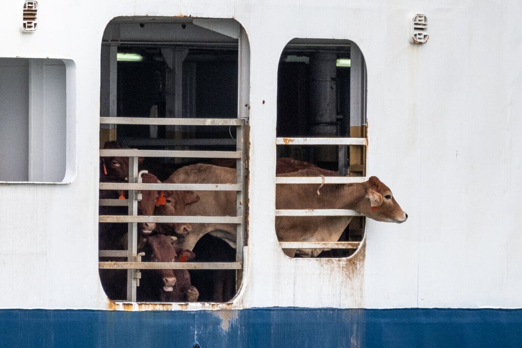 Animals transported by sea from Australia to the middle east.