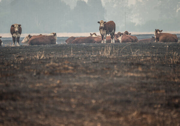 Cattle grazing in a dry and fire-scorched landscape near Corryong.