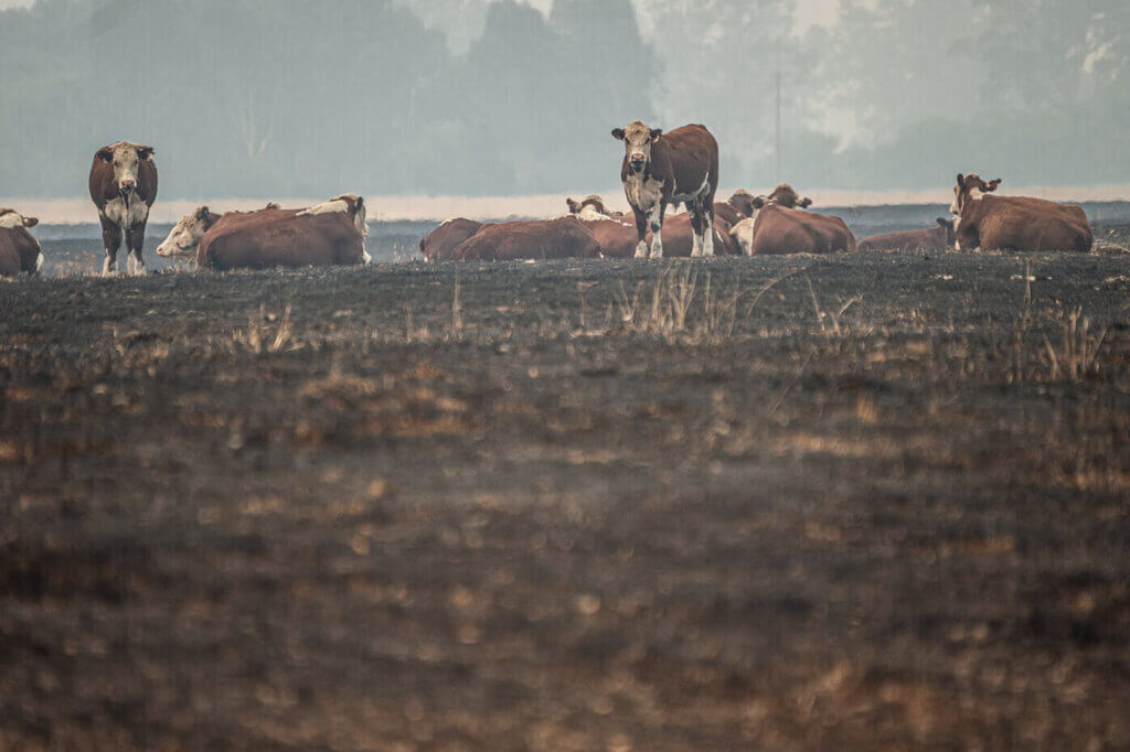 Cattle grazing in a dry and fire-scorched landscape near Corryong.