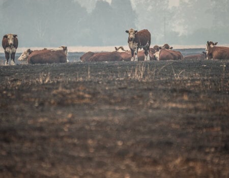 Cattle grazing in a dry and fire-scorched landscape near Corryong.