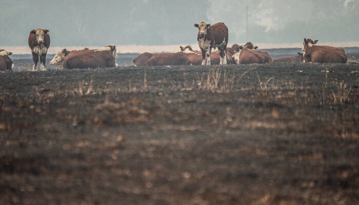 Cattle grazing in a dry and fire-scorched landscape near Corryong.