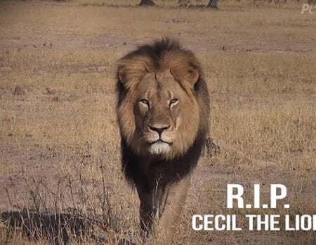 cecil the lion